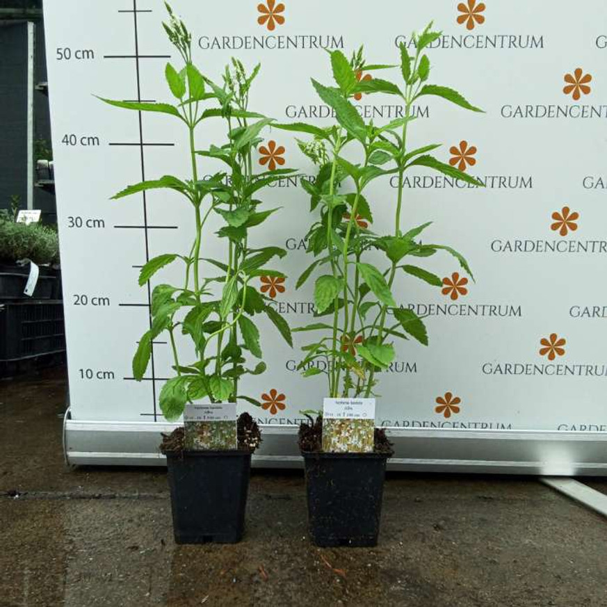 Verbena hastata Alba CS9 - Dúsvirágú fehér verbéna Verbena hastata Alba CS9 - Dúsvirágú fehér verbéna