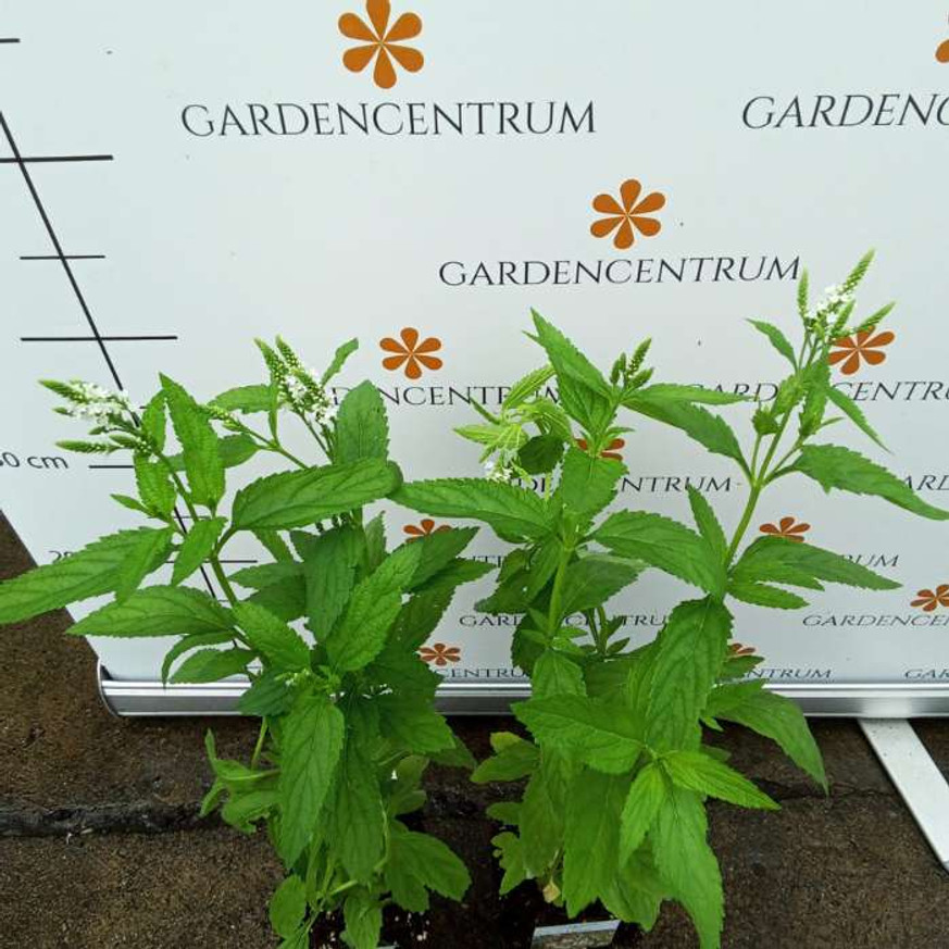 Verbena hastata Alba CS9 - Dúsvirágú fehér verbéna Verbena hastata Alba CS9 - Dúsvirágú fehér verbéna
