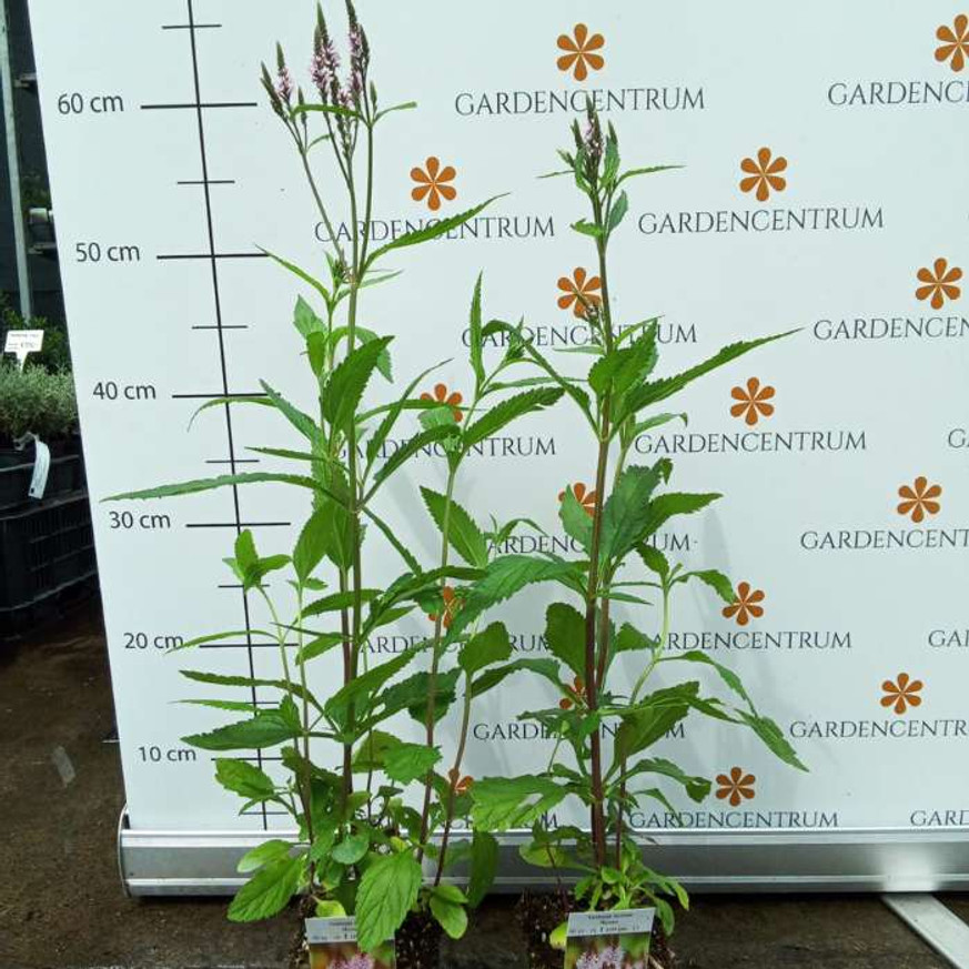 Verbena hastata Rosea CS9 - Dúsvirágú rózsaszín verbéna
