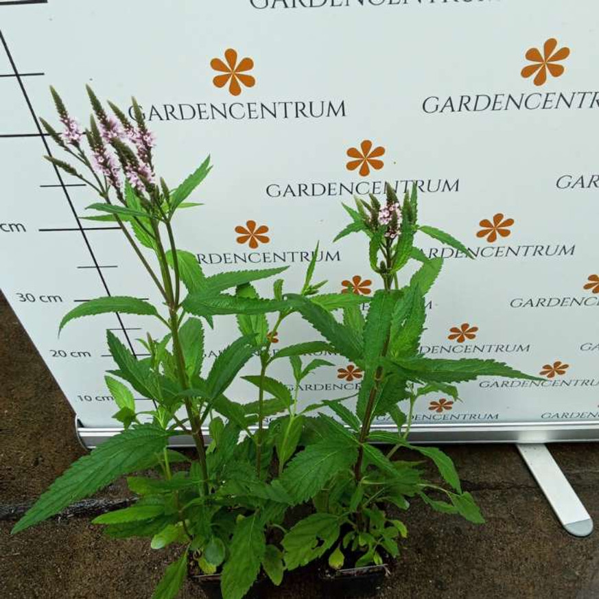 Verbena hastata Rosea CS9 - Dúsvirágú rózsaszín verbéna