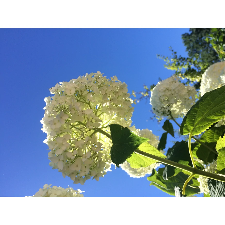 Hydrangea arborescens Annabelle gömb alakú virága.