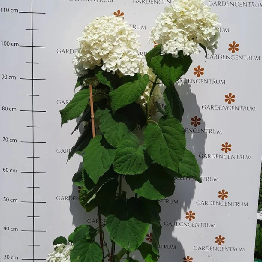 Hydrangea arborescens Annabelle - Cserjés hortenzia