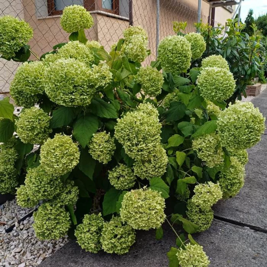 Hydrangea arborescens Annabelle - Cserjés hortenzia