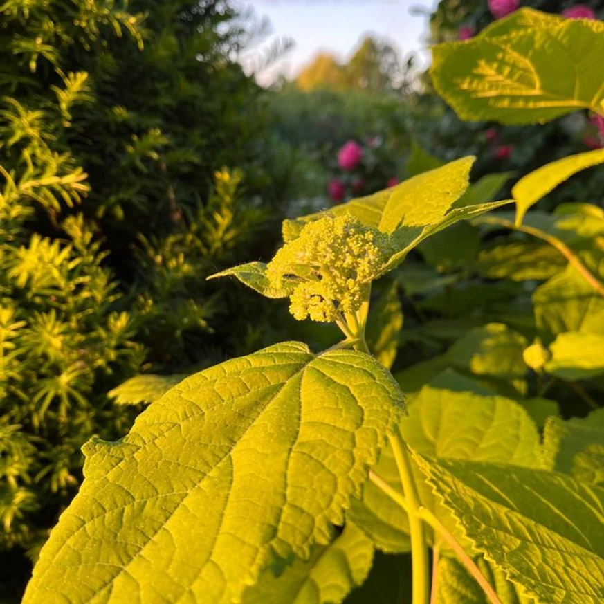 Hydrangea arborescens Annabelle - Cserjés hortenzia