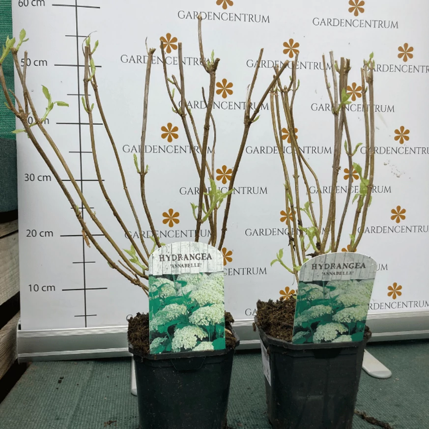 Hydrangea arborescens Annabelle - Cserjés hortenzia