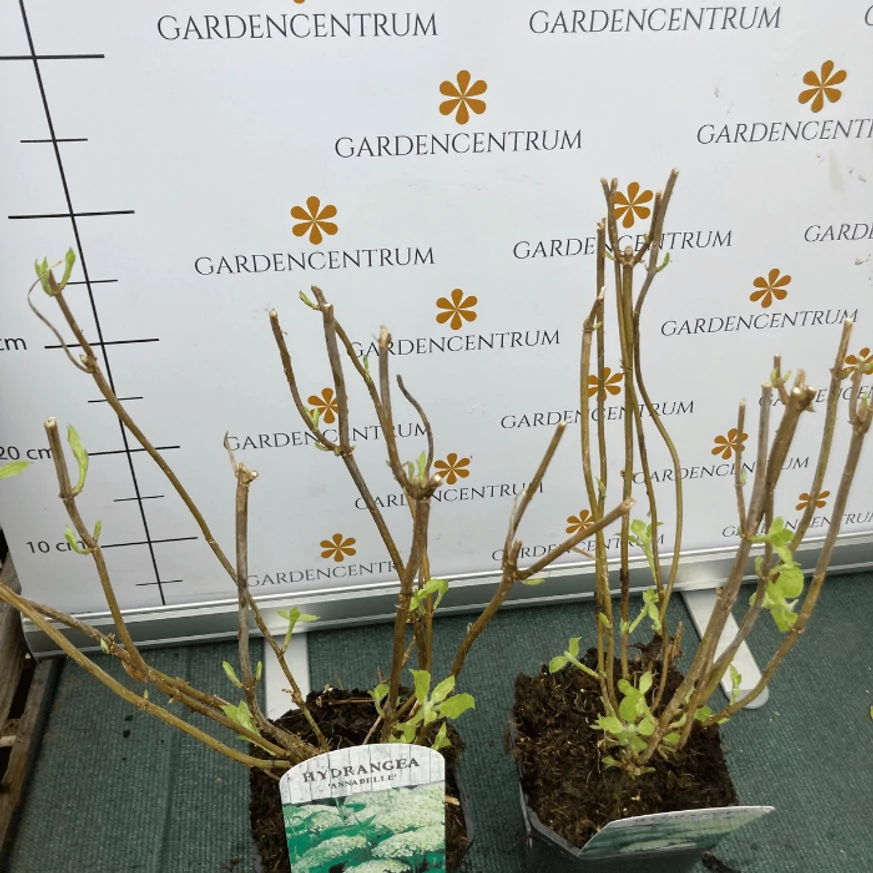 Hydrangea arborescens Annabelle - Cserjés hortenzia