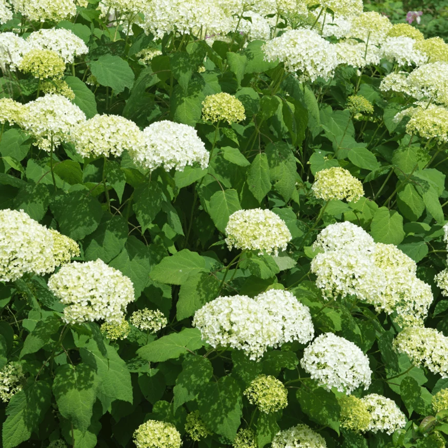Hydrangea arborescens Annabelle - Cserjés hortenzia