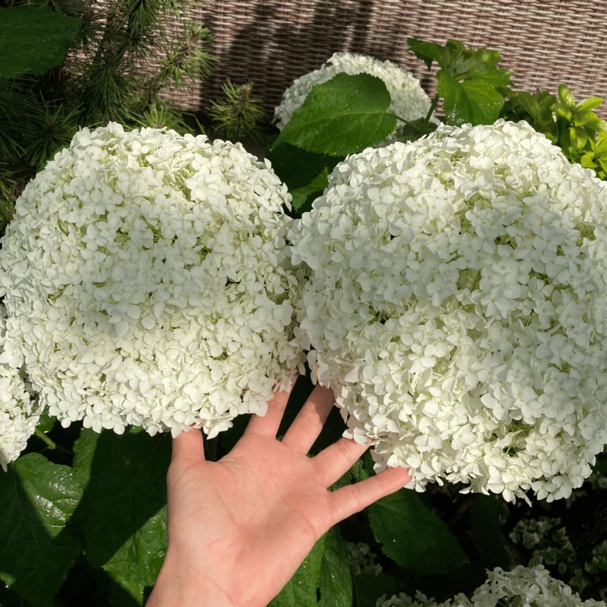 Hydrangea arborescens Strong Annabelle K2 - Cserjés hortenzia