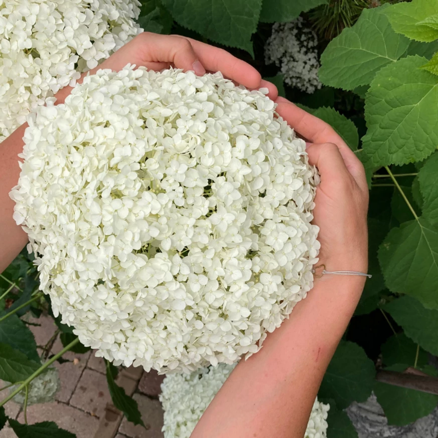 Hydrangea arborescens Strong Annabelle K2 - Cserjés hortenzia