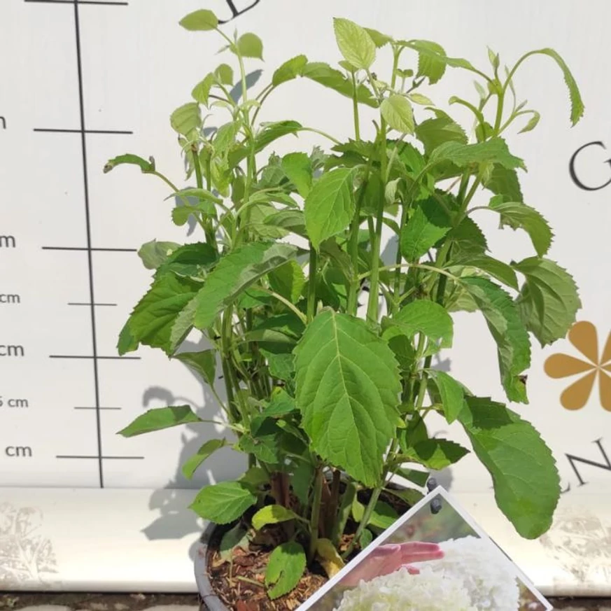 Hydrangea arborescens Strong Annabelle K2 - Cserjés hortenzia