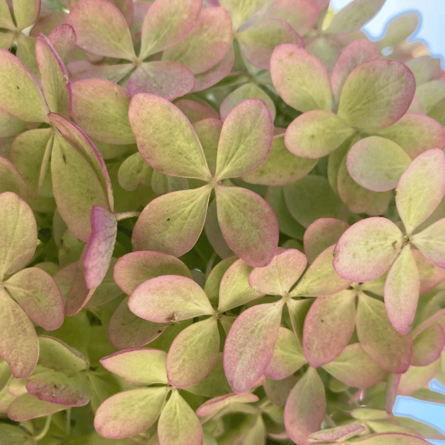 Hydrangea paniculata Phantom XL - Bugás hortenzia