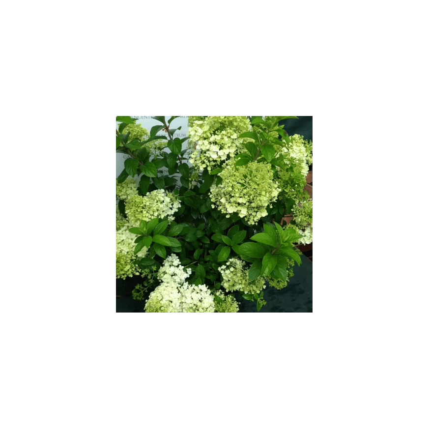Hydrangea paniculata Bobo K5 - Bugás hortenzia
