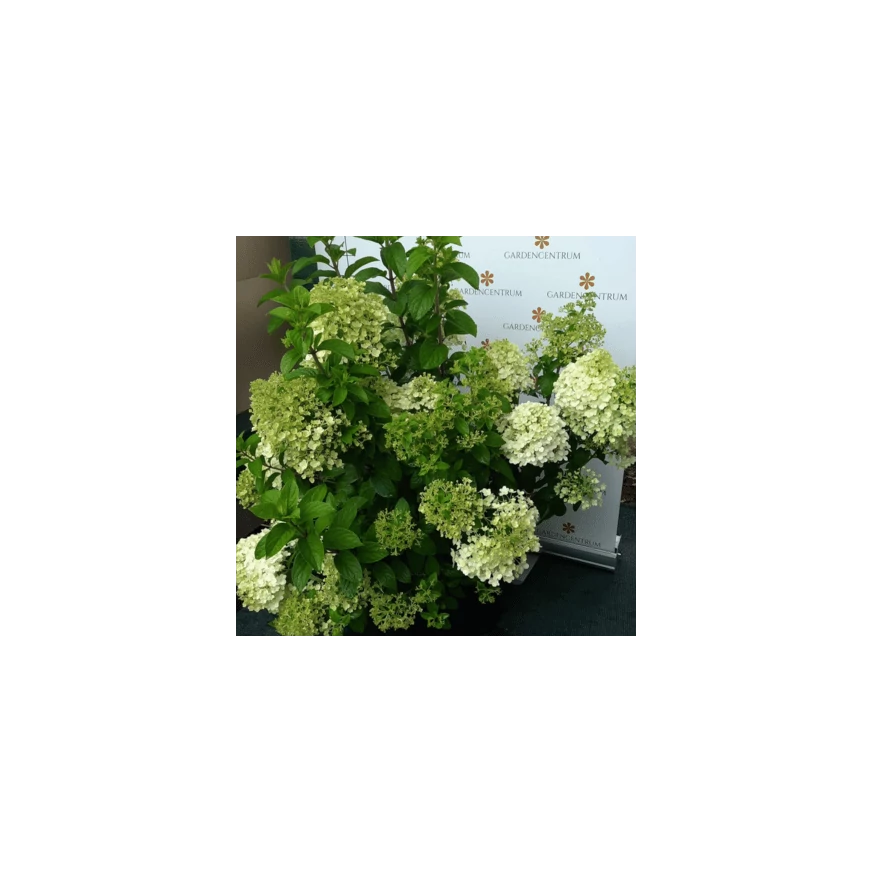 Hydrangea paniculata Bobo K5 - Bugás hortenzia