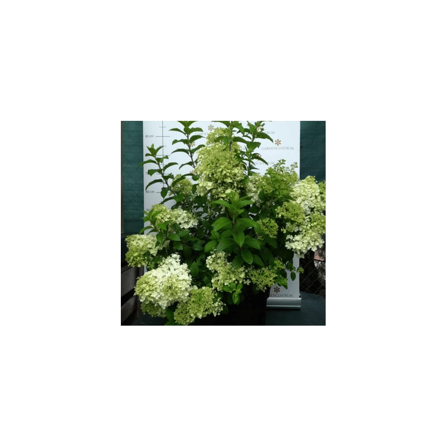 Hydrangea paniculata Bobo K5 - Bugás hortenzia