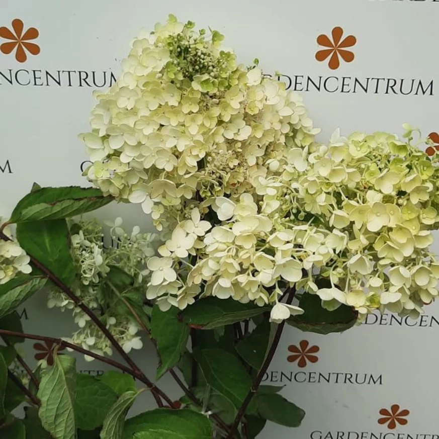 Grandiflora bugás hortenzia nagyméretű virágai telephelyünkön július hónapban. 