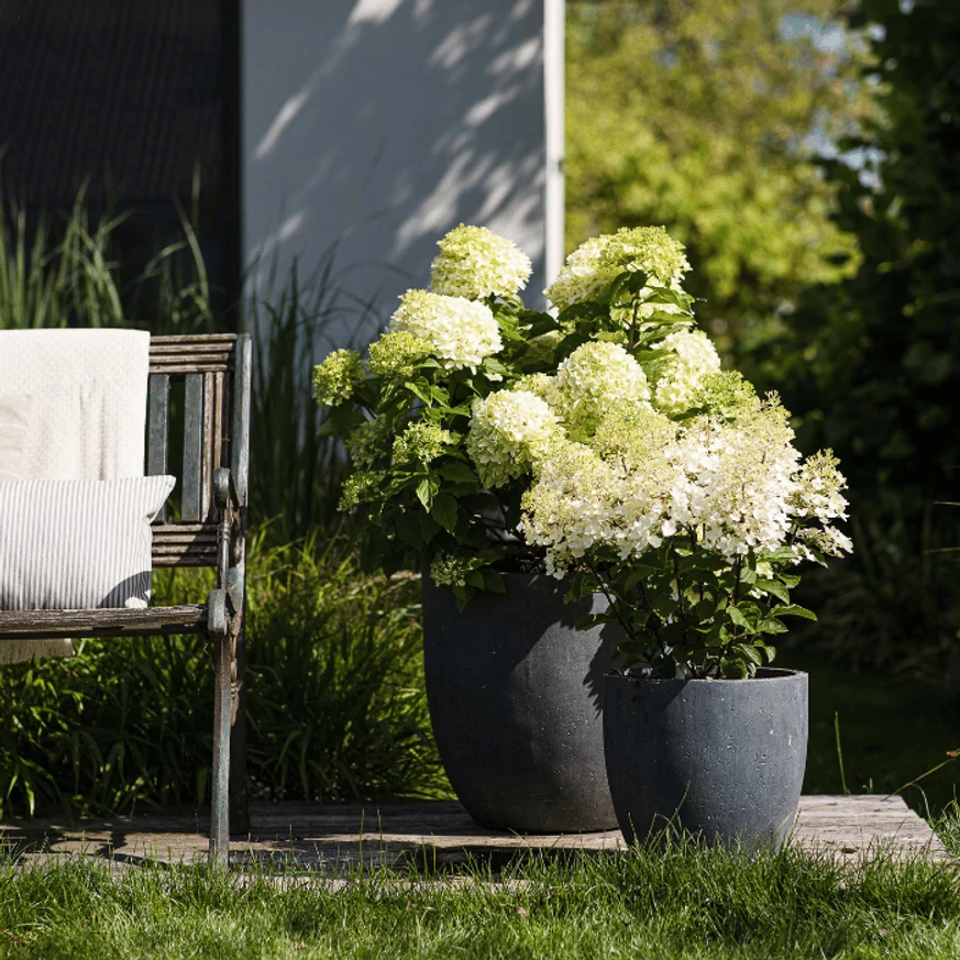 Hydrangea paniculata Living Pinky Promise® K5 - Bugás hortenzia