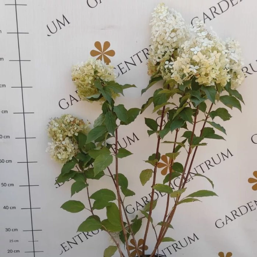 Hydrangea paniculata Phantom XL - Bugás hortenzia