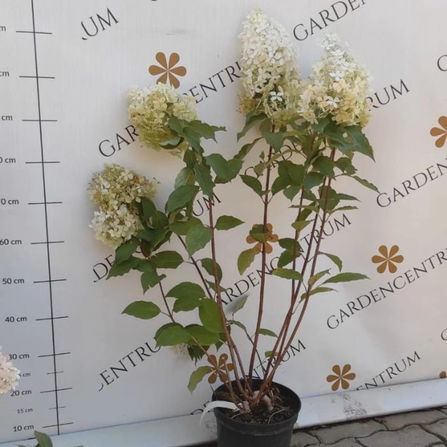 Hydrangea paniculata Phantom XL - Bugás hortenzia
