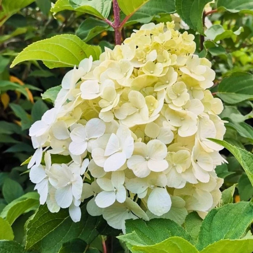 Hydrangea paniculata Polar Bear bugás hortenzia csodás fehér kinyílt virágzata.