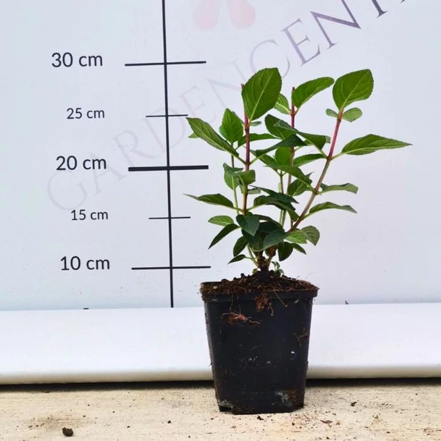 Hydrangea paniculata Sundae Fraise CS9 - Bugás hortenzia