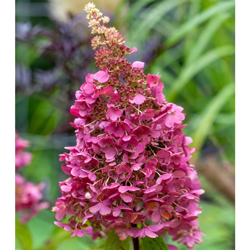 Hydrangea paniculata Wim's Red virágzatának kinézete.