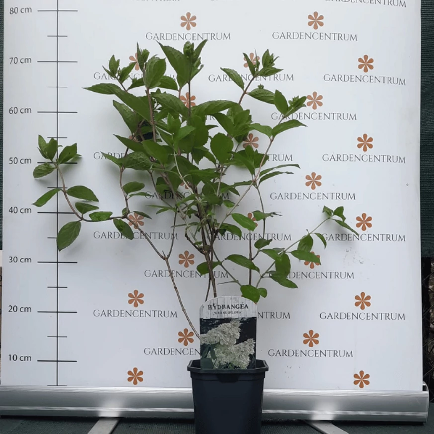 A Grandiflora bugás hortenzia júniusban, kertészetünkben.