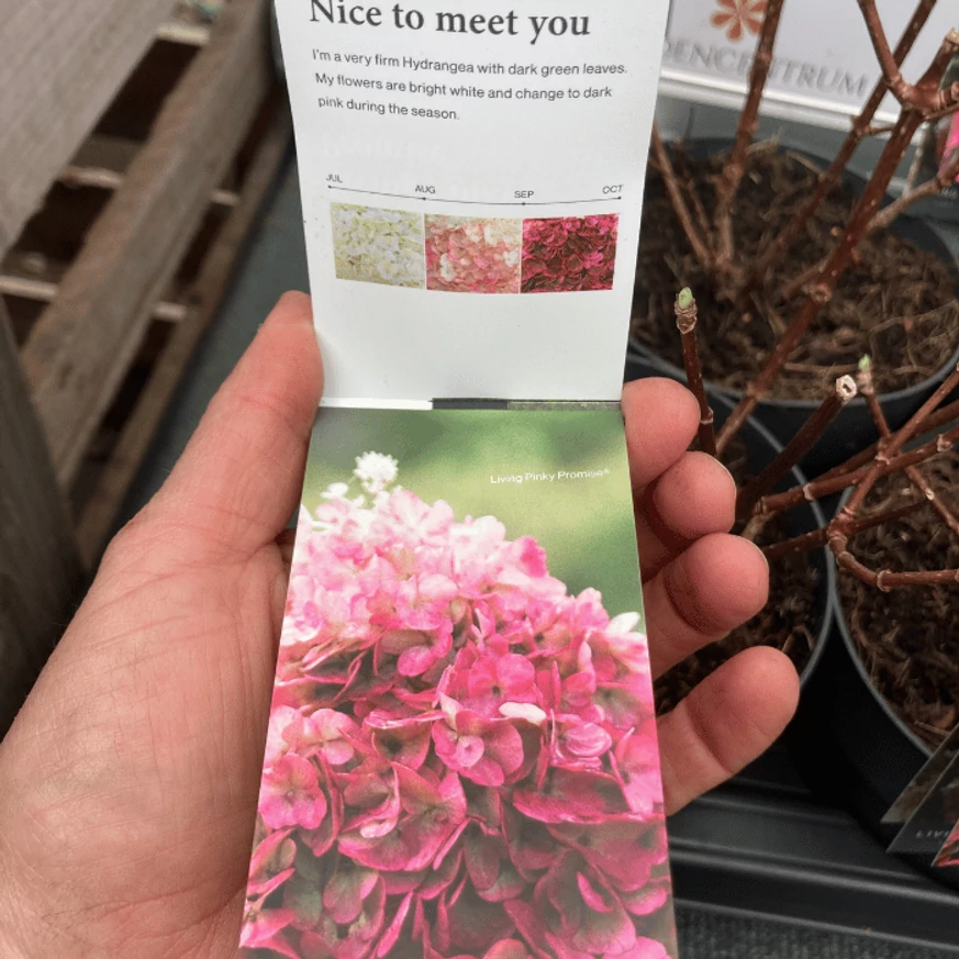 Hydrangea paniculata Living Pinky Promise® K5 - Bugás hortenzia