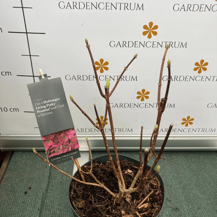 Hydrangea paniculata Living Pinky Promise® K5 - Bugás hortenzia