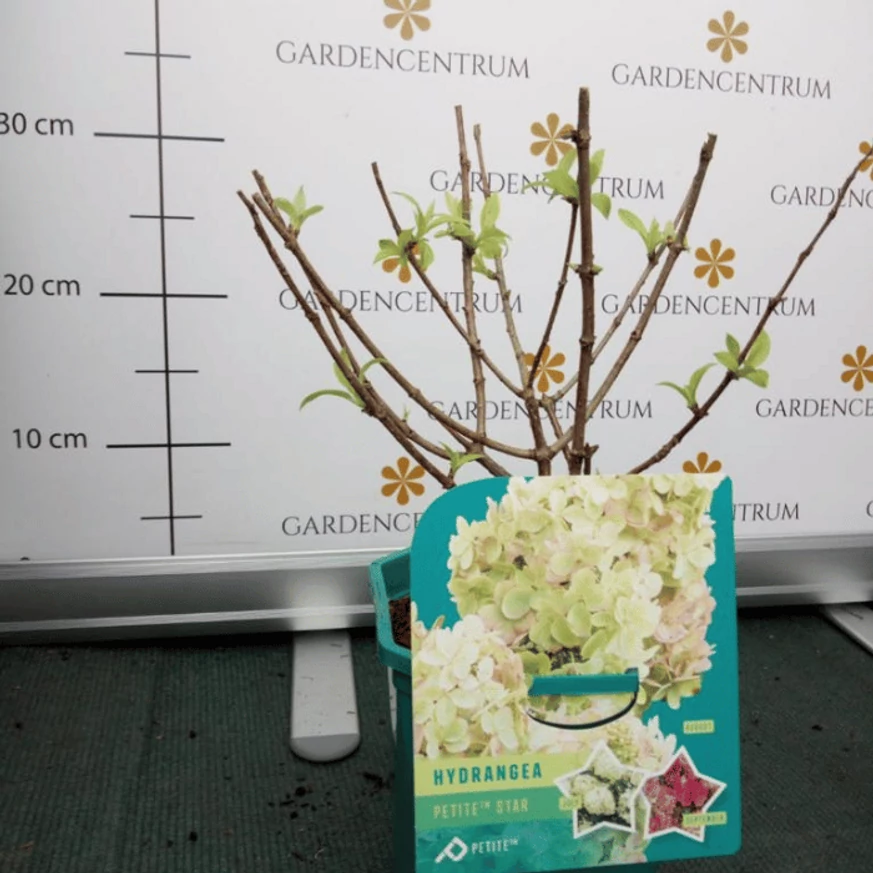 A törpe Petite Star hortenzia csupán 60 cm magasságúra nő meg.