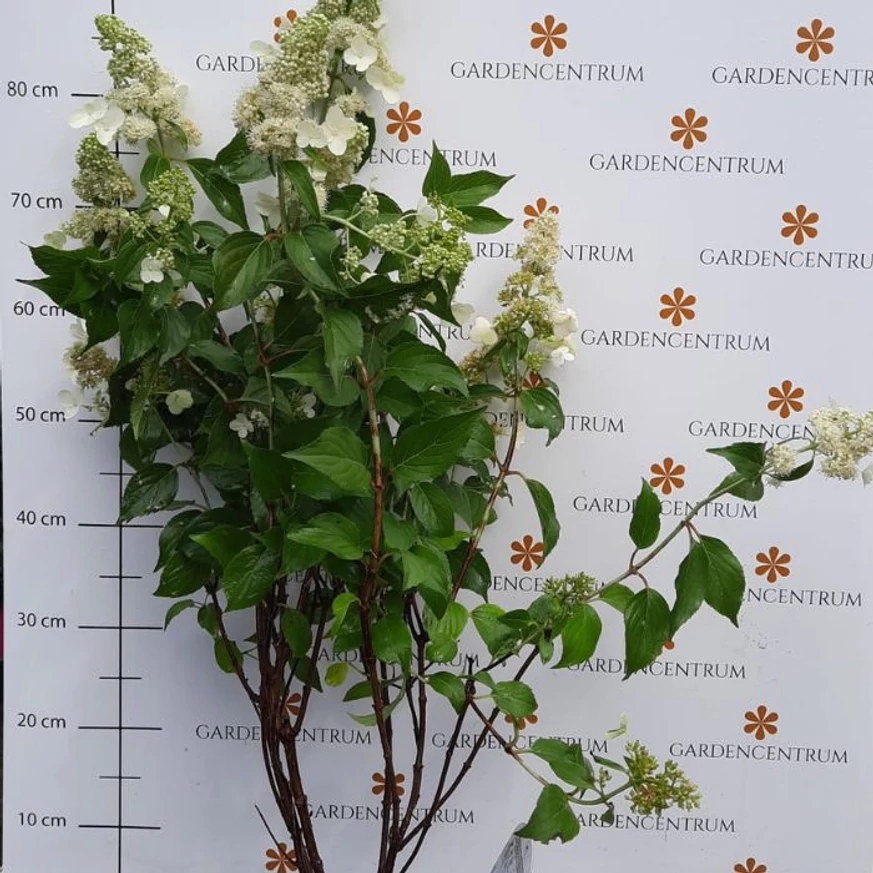 Hydrangea paniculata Kyushu júliusi állapota kertészetünkben.