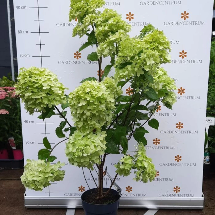 A Hydrangea paniculata Limelight júliusi állapota.