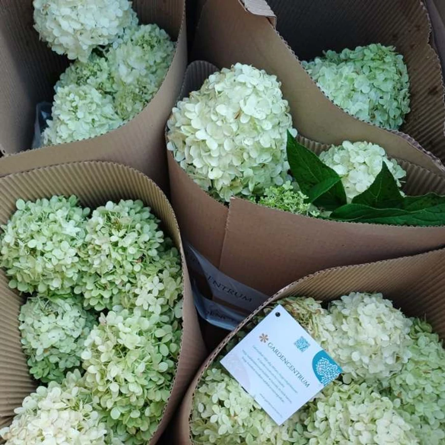 A Hydrangea paniculata Limelight virágai becsomagolva.