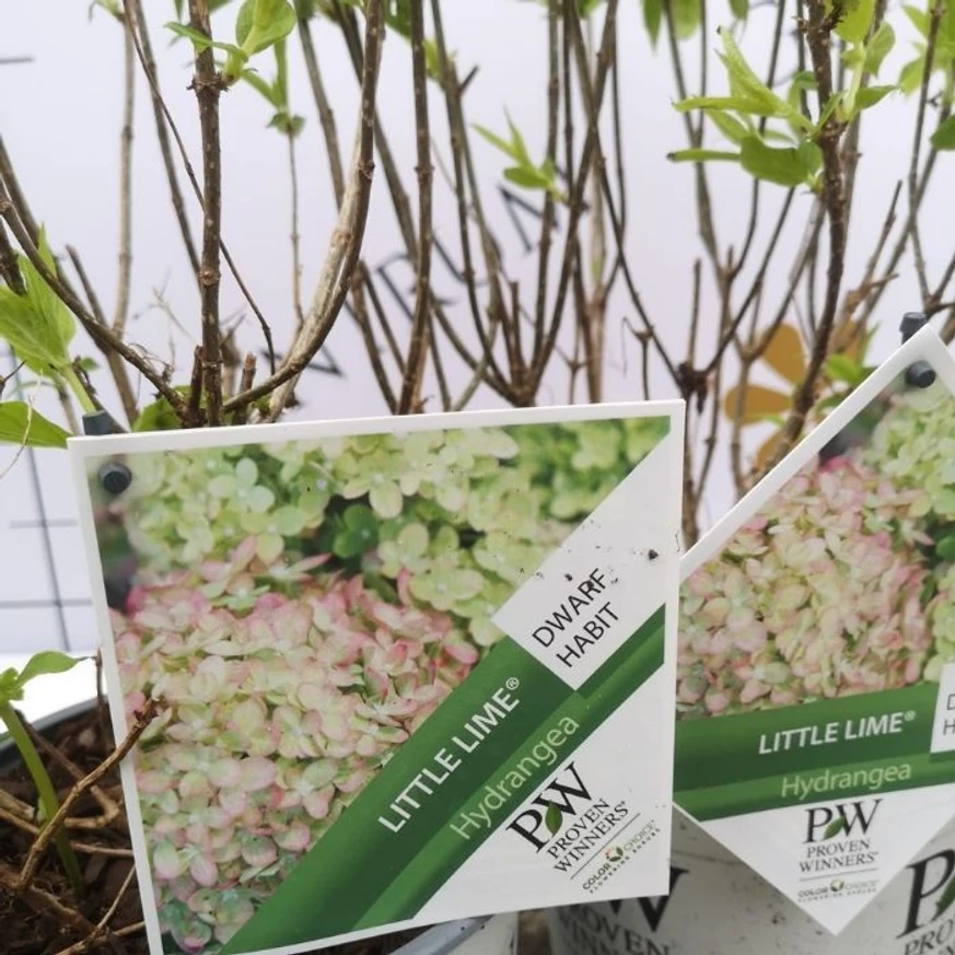 A Little Lime törpe bugás hortenzia címkéje kertészetünkben.