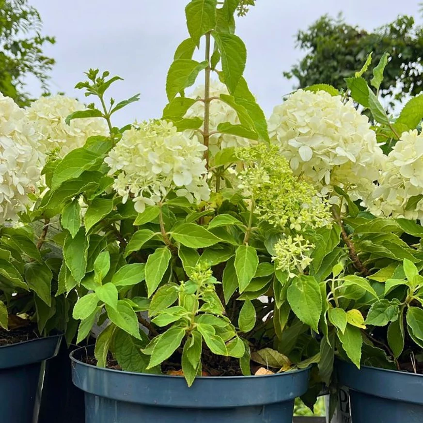 Hydrangea paniculata Little Spooky K5 - Törpe bugás hortenzia