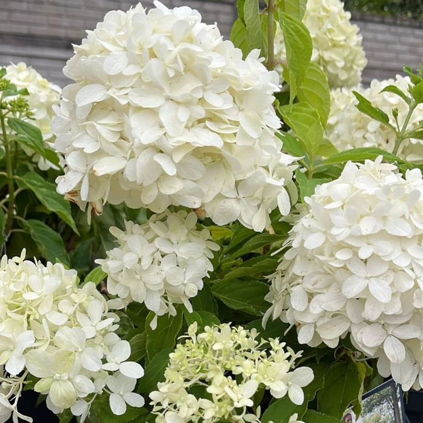 Hydrangea paniculata Little Spooky K5 - Törpe bugás hortenzia