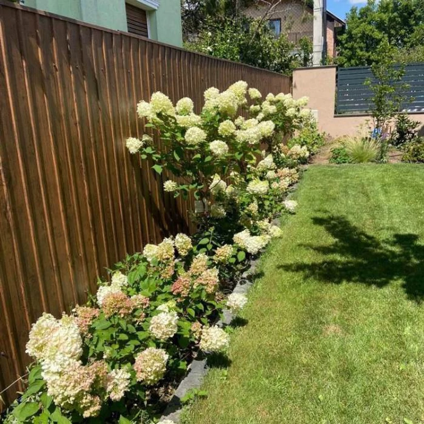 Hydrangea paniculata Living Pinky Promise® K5 - Bugás hortenzia