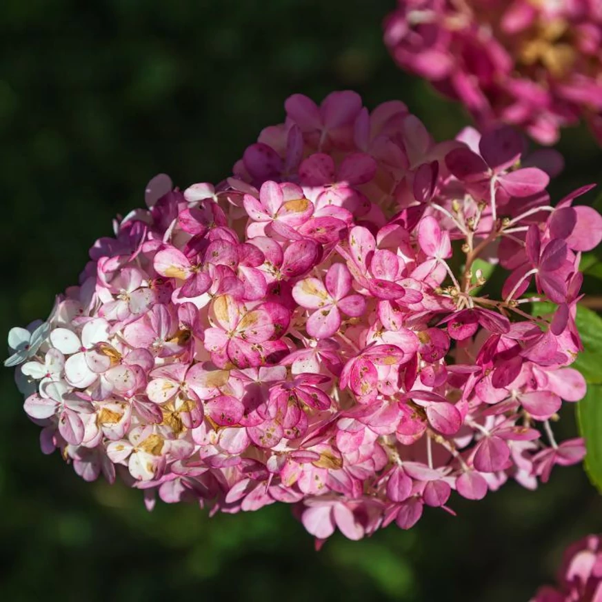 Hydrangea paniculata Magical Candle - Bugás hortenzia