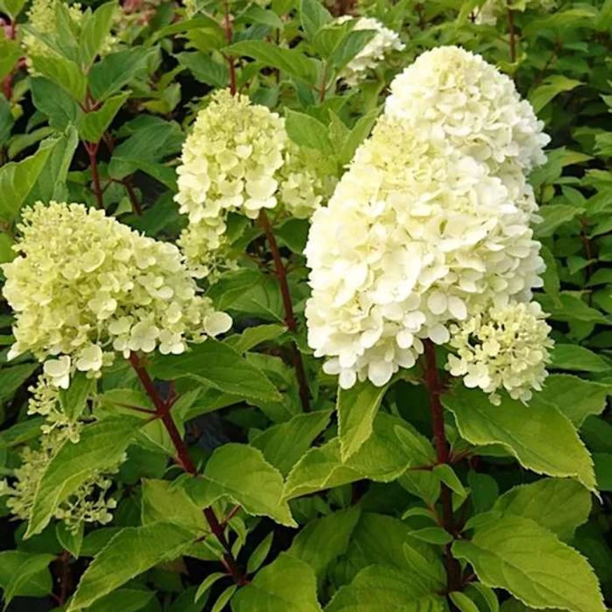 Hydrangea paniculata Mojito K3 - Bugás hortenzia