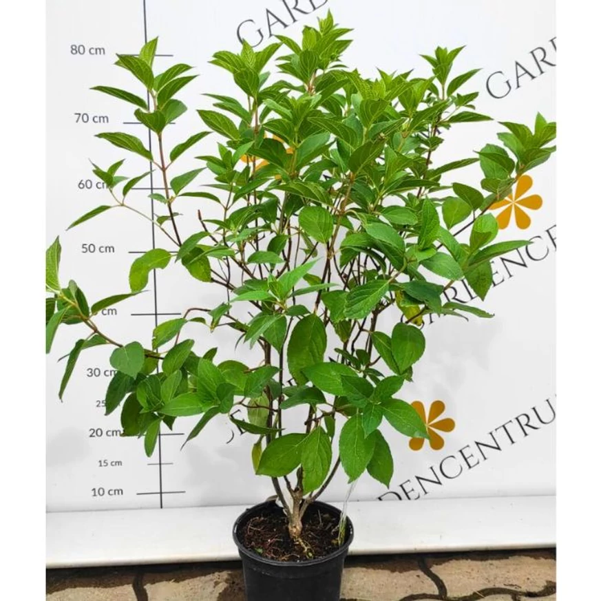 Hydrangea paniculata Mojito K3 - Bugás hortenzia