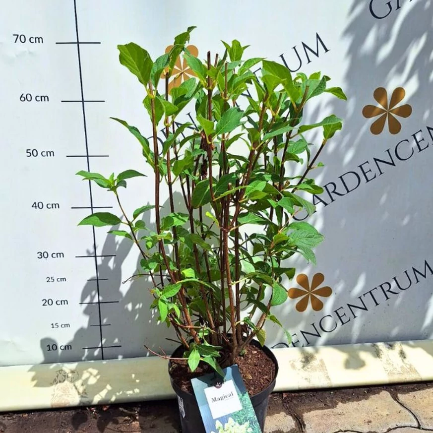 Hydrangea paniculata Magical Candle - Bugás hortenzia