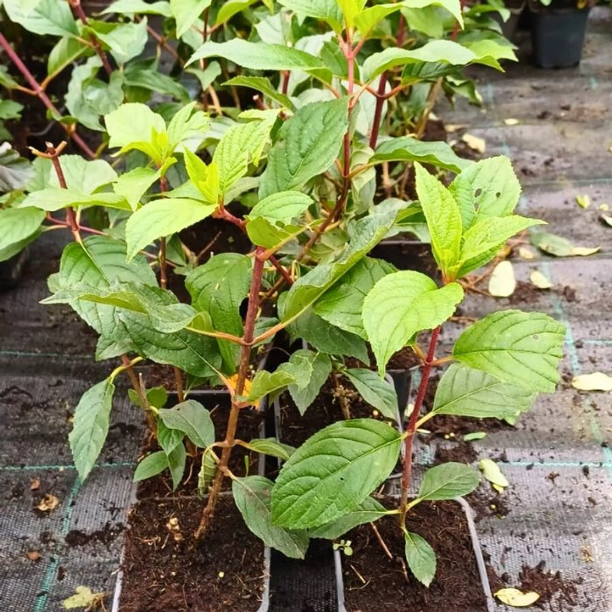 Életerős Vanille Fraise bugás hortenzia tövek kertészetünkben.