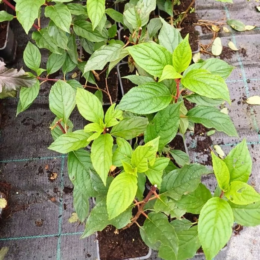 A kis cserépben levő Vanille Fraise bugás hortenziák egészséges levélzetének kinézete.