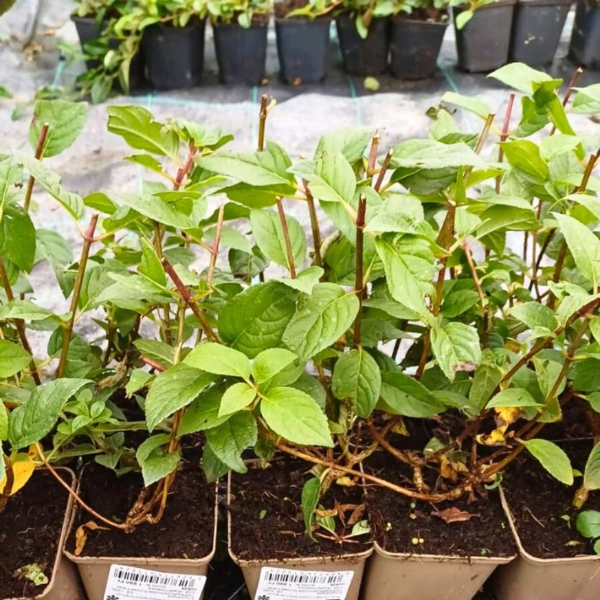 Így festenek telephelyünkön a vegyes fajtájú bugás hortenziák.