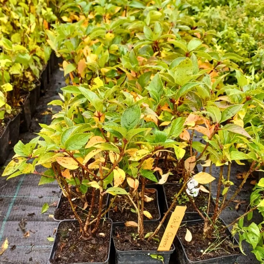 Hydrangea paniculata Petite Cherry CS9 - Törpe bugás hortenzia