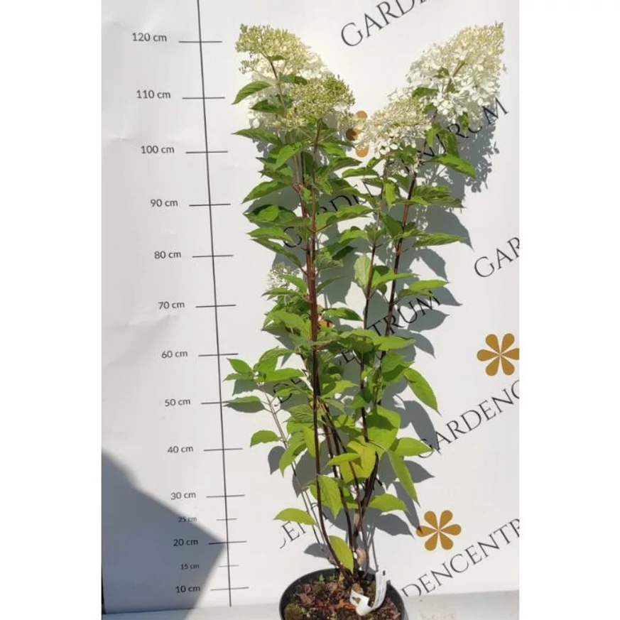 Hydrangea paniculata Phantom XL - Bugás hortenzia