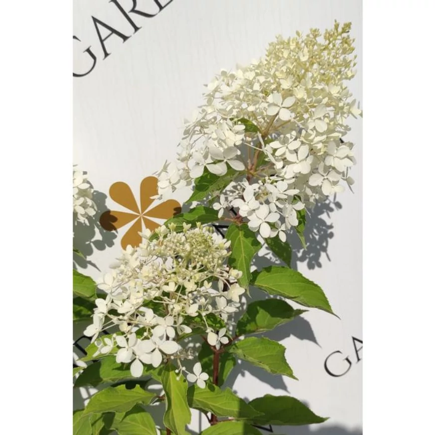 Hydrangea paniculata Phantom XL - Bugás hortenzia
