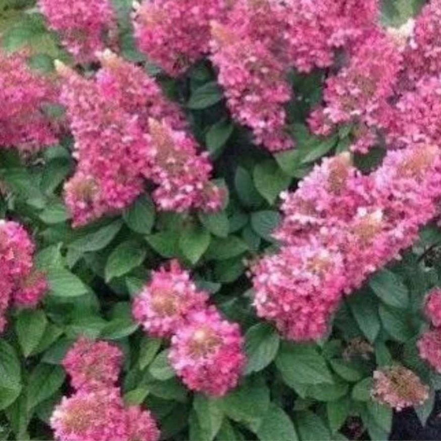 A Pink Lady bugás hortenzia rózsaszín virágai augusztus végén.