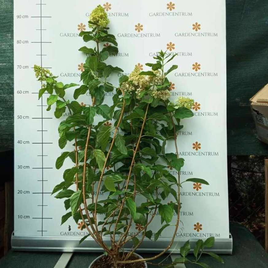 A  Hydrangea paniculata Polar Bear virágzó, augusztusi állapota kertészetünkben.
