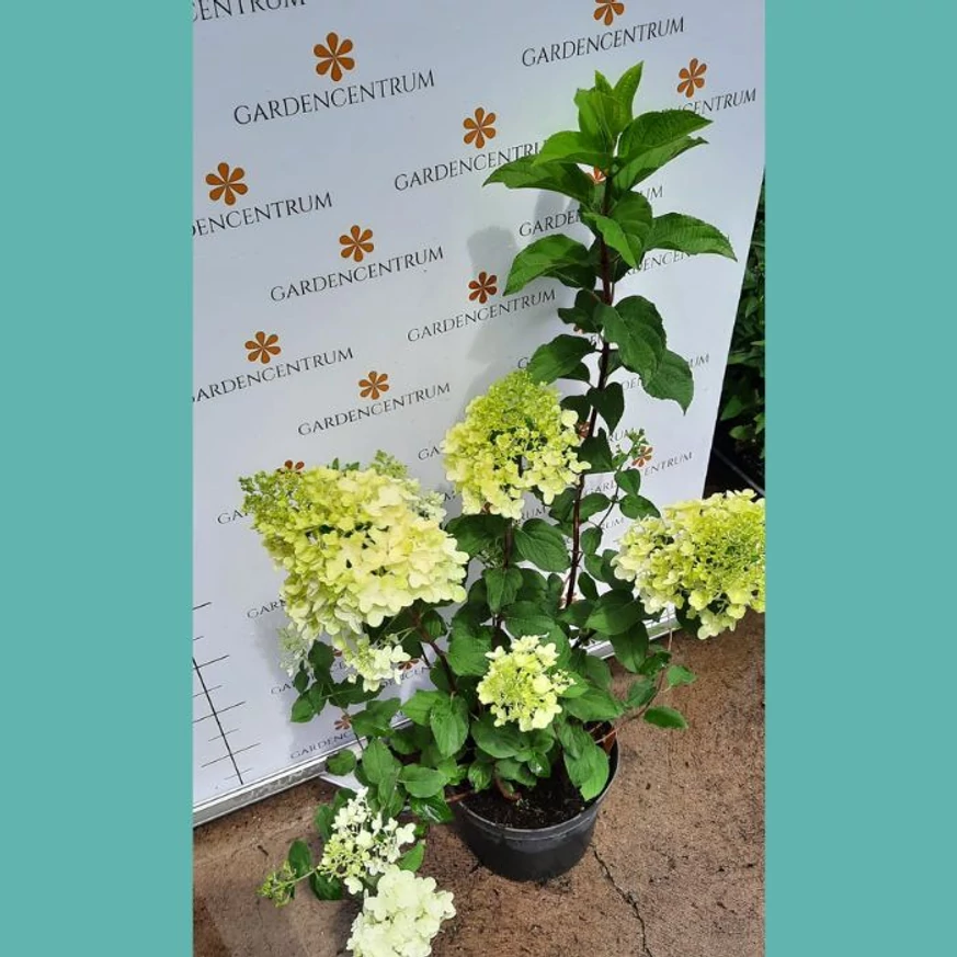 Hydrangea paniculata Silver Dollar K5 - Krémfehér bugás hortenzia