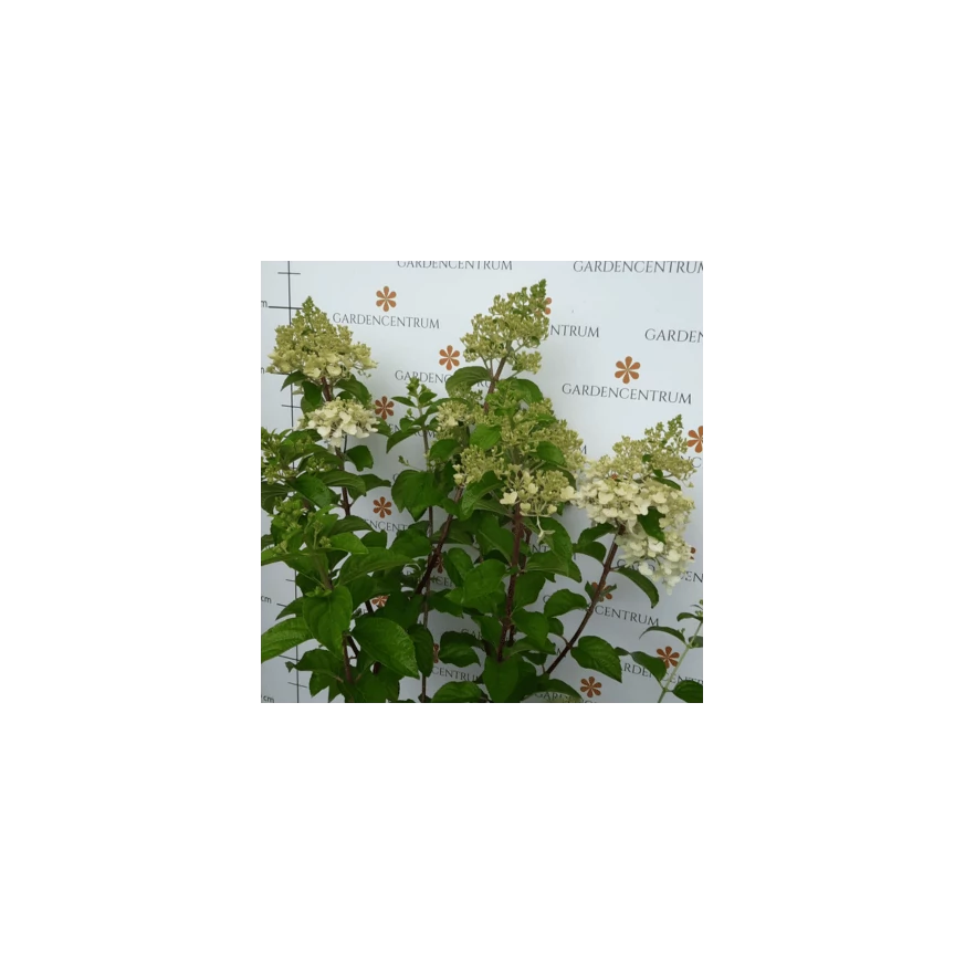 Hydrangea paniculata Silver Dollar K5 - Krémfehér bugás hortenzia
